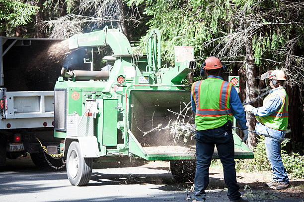 Reliable Palmetto Estates, FL Tree Removal Services Solutions